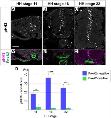 Negative Regulation of mTOR Signaling Restricts Cell Proliferation in the Floor Plate